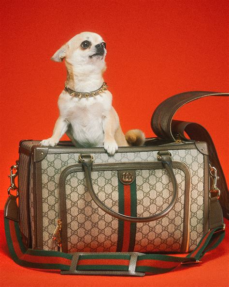 gucci dames pet|Gucci pet clothes.